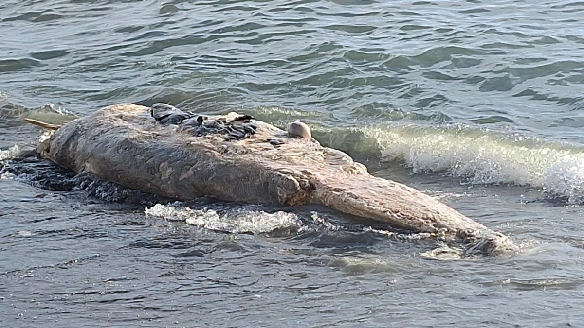 Carcassa di balenottera sulla spiaggia vesuviana - 