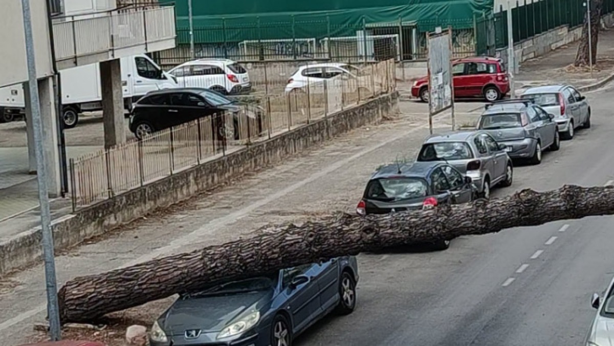 Grosso albero crolla in strada nei Paesi Vesuviani - 