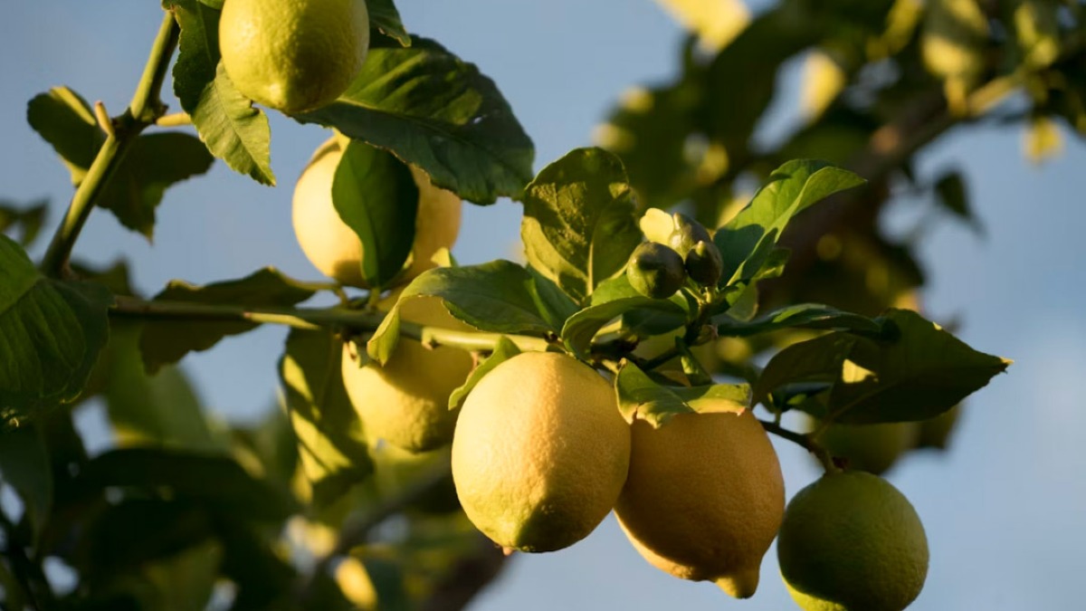 Pompei, lanciano limoni sui passanti e feriscono una ragazza - 
