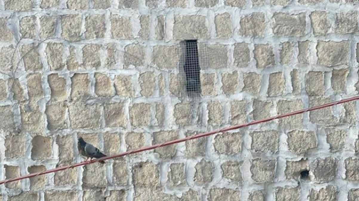 Piccioni intrappolati nelle mura di mattoni in città - 