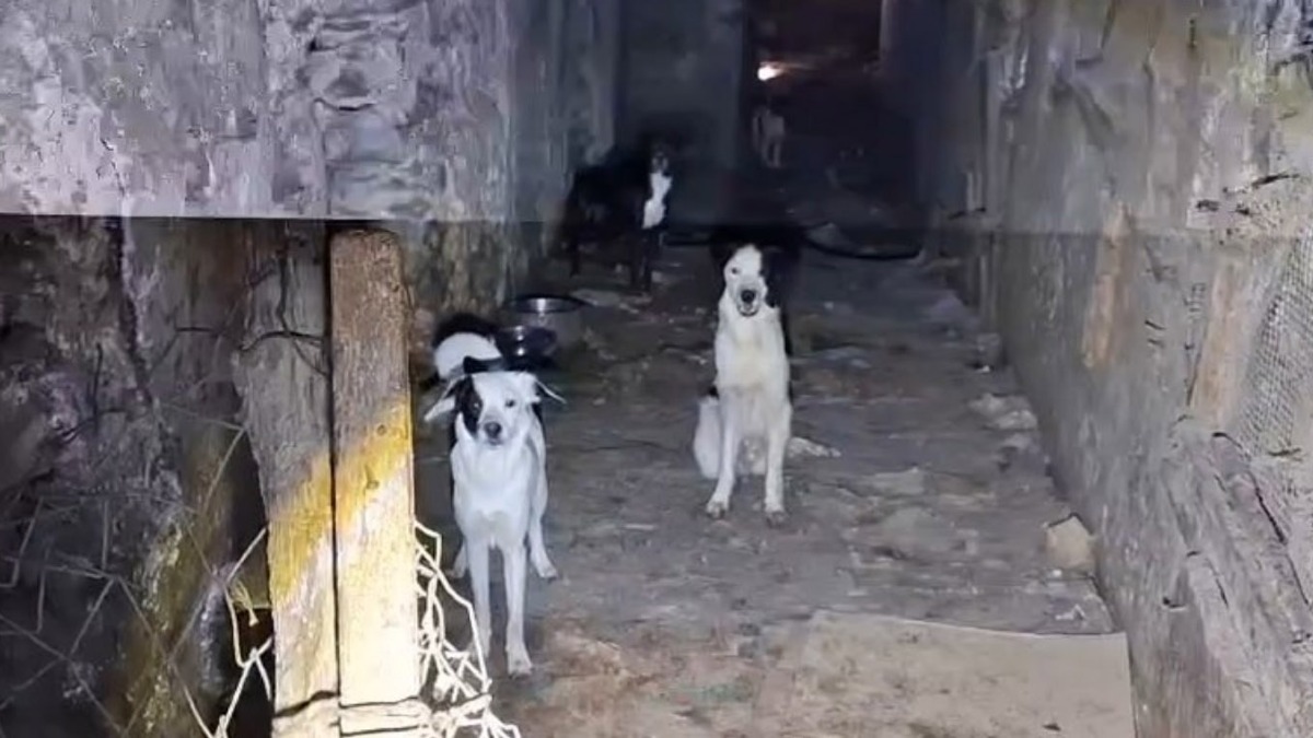 Aveva 38 cani pieni di escrementi in un rudere - 