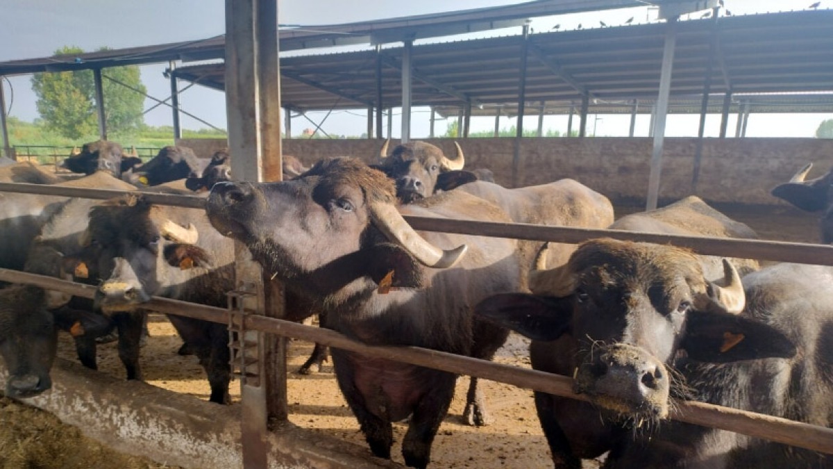 Virus Shamonda in Campania: attacca gli animali - 