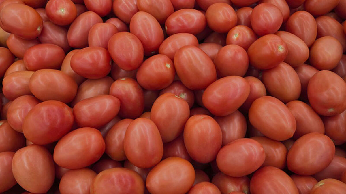 Pomodori contaminati dal piombo dopo l'incendio - 