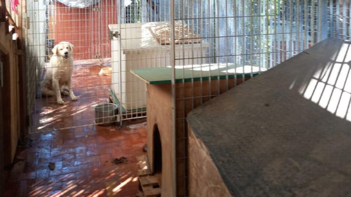 Trovati 41 cani tenuti nella sporcizia    - 