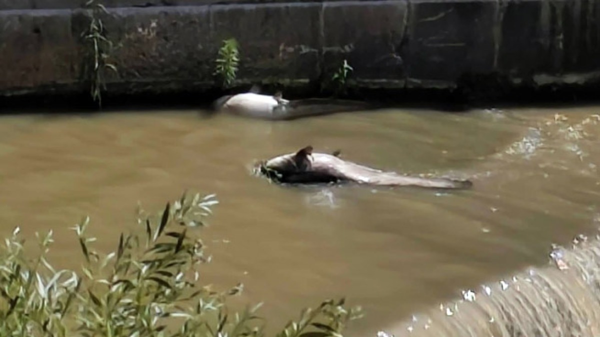 Fiume inquinato in Campania, è moria dei pesci - 