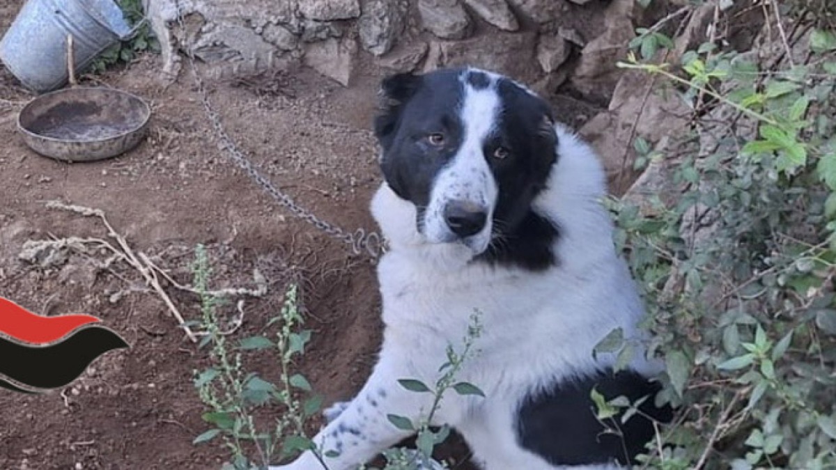 Cani legati e feriti al collo ed alle zampe: scatta il blitz - 