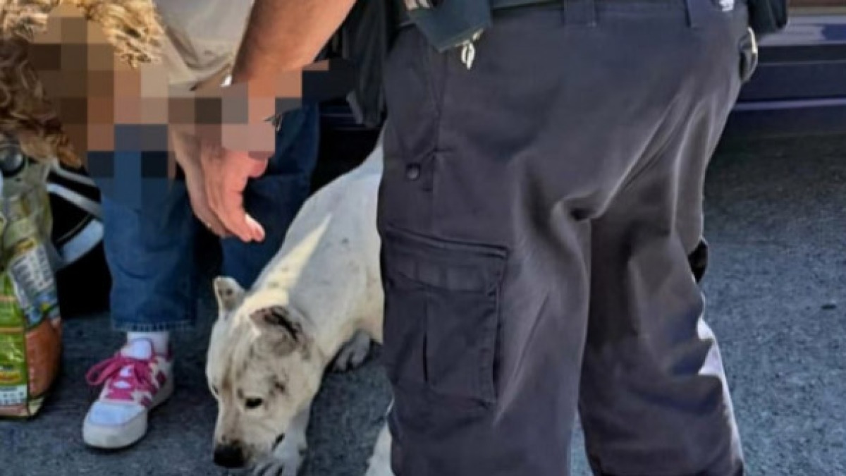 Pitbull scappa, le forze dell'ordine denunciano il proprietario per le orecchie tagliate - 