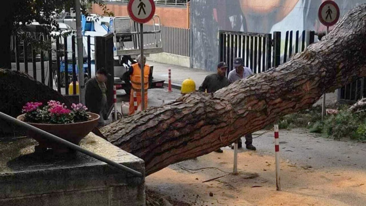 Crolla pino secolare al Cardarelli - 