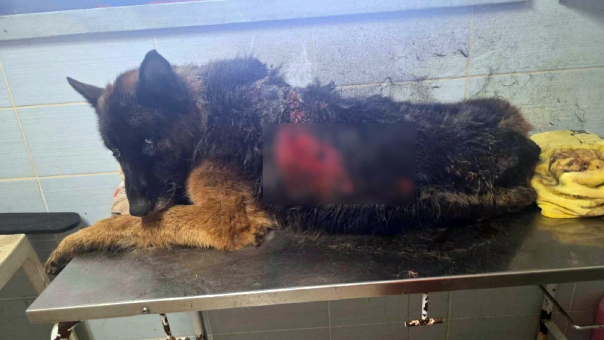Cagnolina trova in fin di vita nel fango e salvata - 