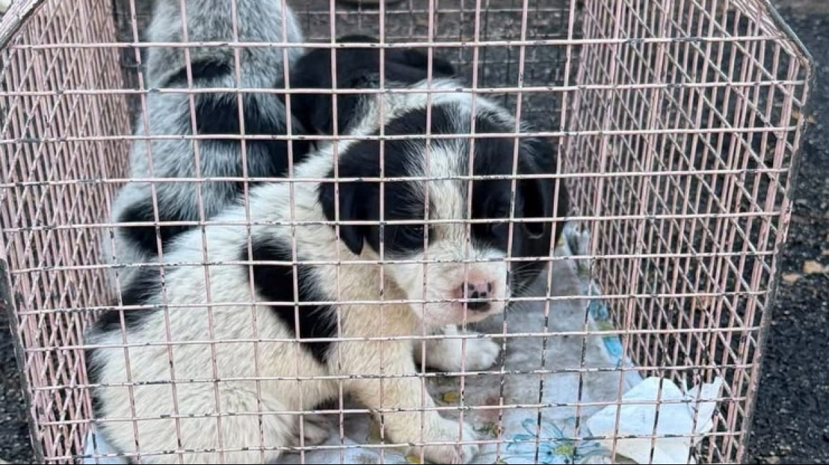 Lanciano tre cuccioli sotto al ponte in Costiera