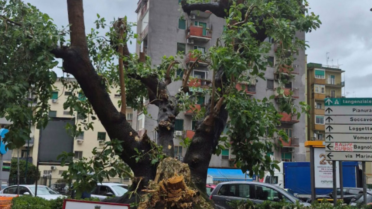 Ficus centenario mutilato dai potatori - 