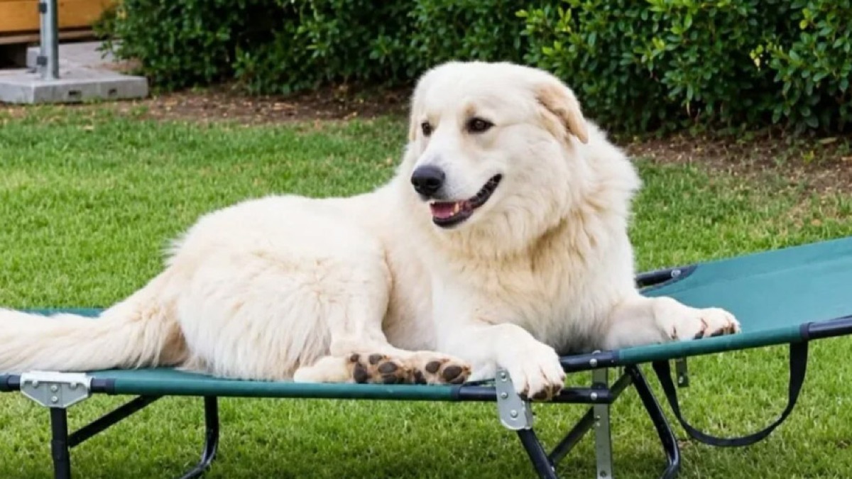 Cane abbaia, lo uccide a colpi di fucile e minaccia il padrone - 