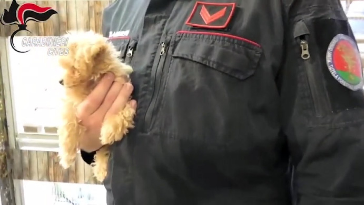 Cuccioli malati venduti come cani di razza: cinque misure cautelari - 